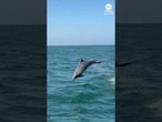 Dolphin nearly collides with whale-watching tour boat