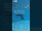 Moment dolphin gives birth at Chicago zoo