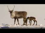 Meet the animals that power Santa’s sleigh! | Nightly News: Kids Edition