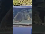 Bear rescued after locking itself in a car in Colorado