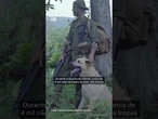Cães de guerra evitaram 10 mil mortes, mas foram deixados para trás após o Vietnã