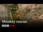 Monkey rescued from online monkey torture ring released into wild | BBC News