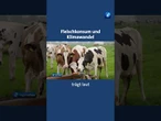 Wie Fleischkonsum und Klimawandel zusammenhängen. #tagesschau #nachrichten