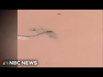 Hundreds of snakes loose in China after typhoon