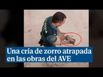 Rescatan una diminuta cría de zorro que estaba atrapada en las obras del AVE de Níjar (Almería)