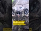 Una tortuga se convierte por primera vez en padre a sus 134 años