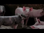AGRO INFO | 21.08.2025 | TV Republika