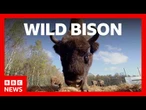 Bison roam wild in Cumbria for the first time in 6,000 years | BBC News
