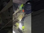 UKRAINE-KRIEG: Verängstigter Hund nach russischem Luftangriff aus Trümmern in Sumy gerettet! #shorts