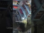 Leopard attacks man inside store in India