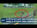 KÄNGURU IN ALABAMA: Polizei stoppt Gehege-Ausreißer Sheila auf Straße – Verkehr steht komplett still