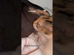 Cachorrinha surpreende ao “amamentar” gata adulta e momento de carinho viraliza
