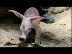 Berlim dá boas-vindas a bebê de aardvark | AFP