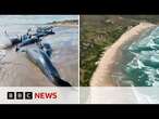 Scores of whales to be euthanised after mass stranding in Australia | BBC News