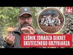 GRZYBY. Leśnik o prawdach i mitach na temat grzybów | FAKT