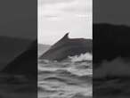 Man swallowed whole by whale then spit out in heart-stopping video