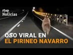 OBSERVAN a un OSO CORRIENDO de MADRUGADA en la NA-140 de NAVARRA | RTVE Noticias