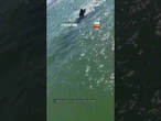Baleia-jubarte se aproxima de embarcação e impressiona em Guarapari (ES)