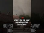 Horses gallop away during wildfire evacuations