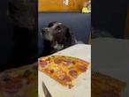 ¿Qué dice la ley sobre la entrada de perros en un bar? #Perros #Bares #Ley