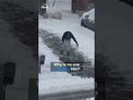 Man uses table salt to melt ice in the driveway