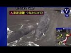 Aparecen cuatro ballenas varadas en Japón horas antes del tsunami