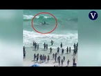 Impactante escena marina: un tiburón y una mantarraya se enfrentan en la orilla de Florida