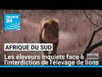 Afrique du Sud : les éleveurs inquiets face à l'interdiction de l'élevage de lions • FRANCE 24