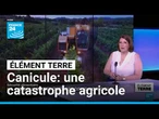 Canicule: une catastrophe agricole • FRANCE 24