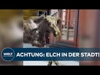 NORWEGEN: Elch in Fußgängerzone – Passanten überrascht von tierischem Gast