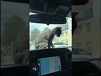 Police officers rescue cat from hot car in Clearwater, FL #shorts #cat #rescue #cute #beach #car
