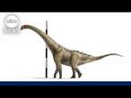 New species of titanosaur identified amid group of ancient skeletons found in Spain