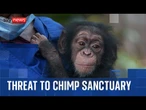 Sierra Leone chimpanzee sanctuary under threat after land grab