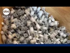 Teen ant smugglers sentenced to fine or 1 year in prison