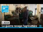 Oliviers détruites, terres souillées... Au Liban, la guerre ravage l'agriculture • FRANCE 24