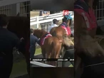 PRACOWNICA STAJNI ZOSTAŁA BRUTALNIE KOPNIĘTA PRZEZ KONIA TUŻ PRZED WYŚCIGIEM
