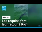 Brésil : les requins font leur retour à Rio de Janeiro • FRANCE 24