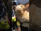 Police catch Australian woman riding a motorbike with dog in Queensland