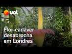 Flor-cadáver, uma das plantas mais fedorentas do mundo, desabrocha em Londres; veja vídeo