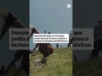 Reparan el gigante de tiza de Cerne Abbas, en Reino Unido