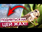 РОЇ САРАНИ АТАКУЮТЬ УКРАЇНУ! На ПІВДНІ КРАЇНИ ВОНИ ВСЮДИ! Ось ЧОМУ ЦІ КОМАХИ ТАКІ НЕБЕЗПЕЧНІ!