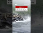 Sea lions dive into sea as earthquake hits Russia. #Russia #Earthquake #BBCNews