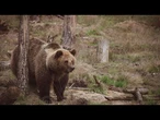 Bulgarie : des ours maltraités réhabilités dans un refuge pour la faune sauvage