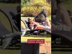 Il pranzo dei turisti viene rubato da... un babbuino