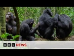Chimpanzees in Uganda use medicinal plants as 'first aid' | BBC News
