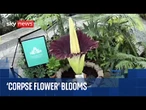 Rare 'corpse flower' that smells like rotting flesh blooms