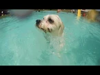 Em meio à onda de calor na Espanha, cães se refrescam em piscina exclusiva | AFP