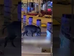 Captan a un jabalí husmeando en las obras de La Rambla de Barcelona