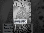 Two critically endangered Amur leopard cubs were born at a Chicago area zoo