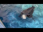 Ghiaccioli per gli animali del Bioparco di Roma contro il caldo, ecco le Otarie della California